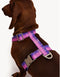 GRADIENT HARNESS - PINK / PURPLE