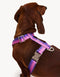 GRADIENT HARNESS - PINK / PURPLE