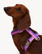 GRADIENT HARNESS - PINK / PURPLE