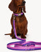 GRADIENT LEASH - PINK / PURPLE