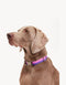 GRADIENT COLLAR - PINK / PURPLE