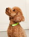 DG collar - lime