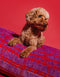 CHECK DOG BED - PURPLE / RED