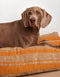 RETRO STRIPE DOGBED - ORANGE / BEIGE