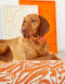 Swirl dog bed - orange / beige