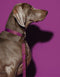 ZEBRA COLLAR - PURPLE / BROWN