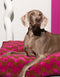 WAVEY DOG BED - BROWN / PINK