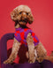 BLOCK DOG SWEATER - PURPLE / RED