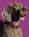 ZEBRA COLLAR - PURPLE / BROWN