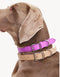 VEGAN LEATHER COLLAR - ZEBRA - PURPLE