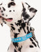 DL COLLAR - BLUE / SILVER