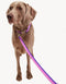 GRADIENT LEASH - PINK / PURPLE