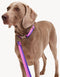 GRADIENT LEASH - PINK / PURPLE