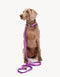 GRADIENT LEASH - PINK / PURPLE